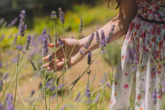 Produttore di oli per aromaterapia con estratti vegetali naturali al 100%, olio essenziale di lavanda biologico sfuso, puro al 100% per la cura della pelle, grado terapeutico, senza campioni